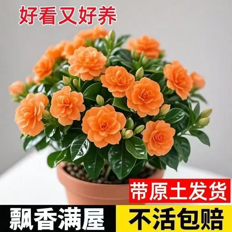 浓香牡丹栀子花四季开花卉室内绿植桌面盆栽净化空气一件跨境厂家