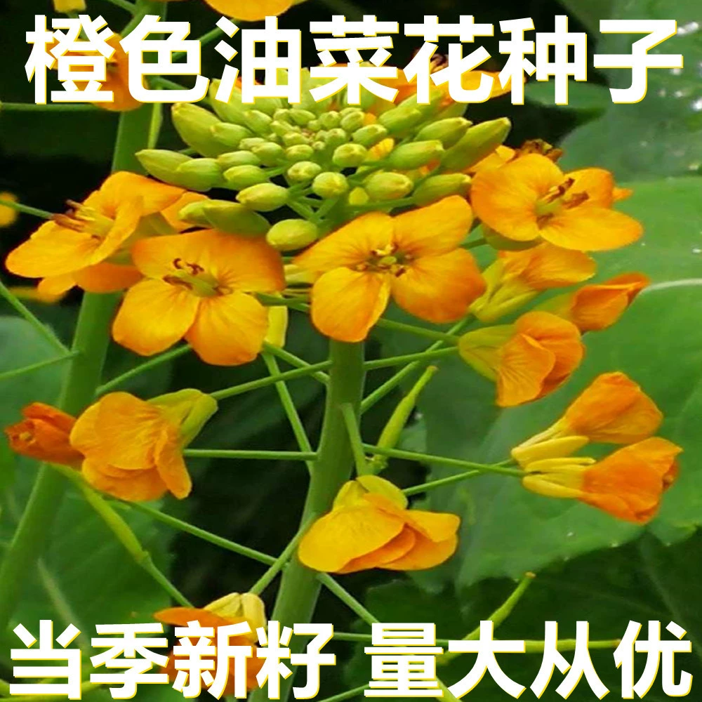 Оранжевые семена рапса 500г в мешках оптом, прямые поставки с места происхождения, сезонные новые семена, семена садовых цветов
