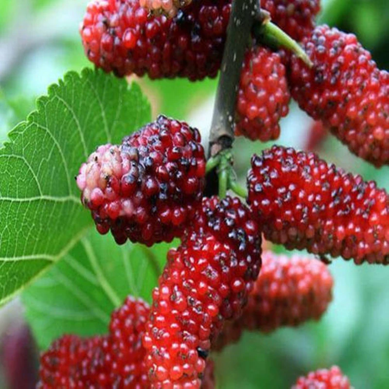 Тайвань Four Seasons рассада белого нефрита Длинные плоды шелковицы в горшках фруктовых деревьев, которые в этом году висят саженцы шелковицы саженцы привитые саженцы