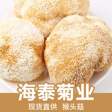 古田猴头菇新鲜干货烘干散装猴头菇批发散装500g食用菌批发土特产