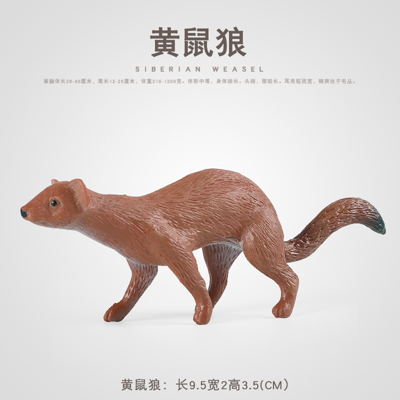 鼬科哺乳動物黃鼬實心模型黃鼠狼黃皮子兒童仿真認知玩具地攤批發