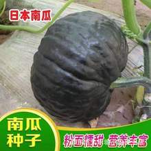 日本南瓜种子甜面香糯高产春秋蔬菜种籽黑板栗南瓜进口四季播种籽