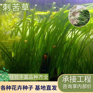 Prickly Grass, Asian Big Prickly Grass, Dense Prickly Grass, Pond Fish Tank Water Purification Package, Planting and Maintenance of Prickly Seedlings, Water Purification