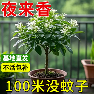 Night-Blooming Jasmine Potted Flower for Indoor Living Room, Blooms All Seasons, Mosquito-Repelling Plant, Easy to Care for in Outdoor Courtyard, Nine-Leaf Jasmine Sapling