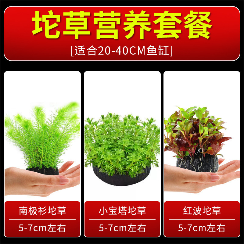 火山石水植物鱼缸净化水质懒人造景摆件全套底砂套餐性真|undefined