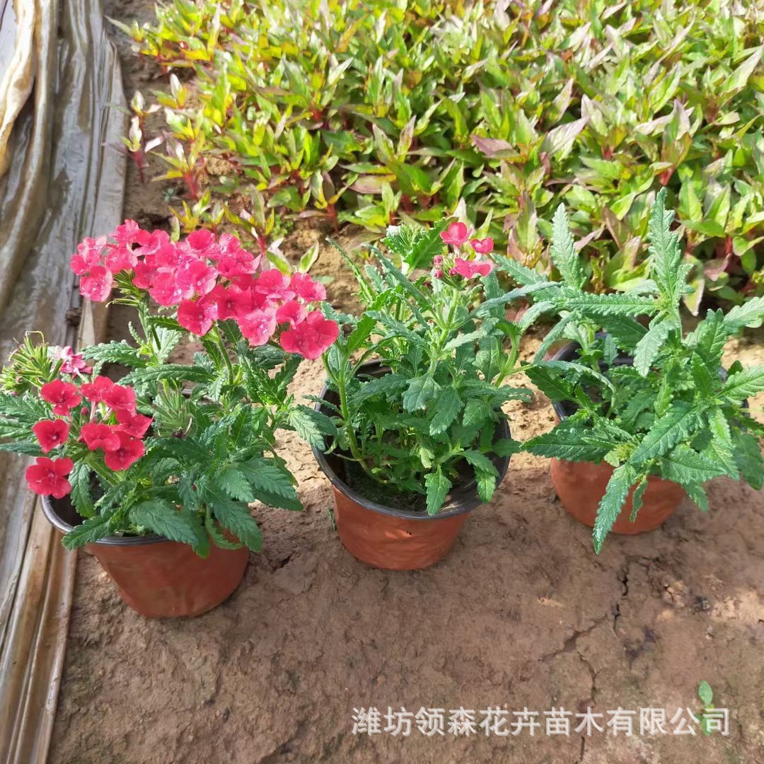 美女樱花盆栽 美女樱花四季种植混合五色梅花种子盆栽细叶美女樱
