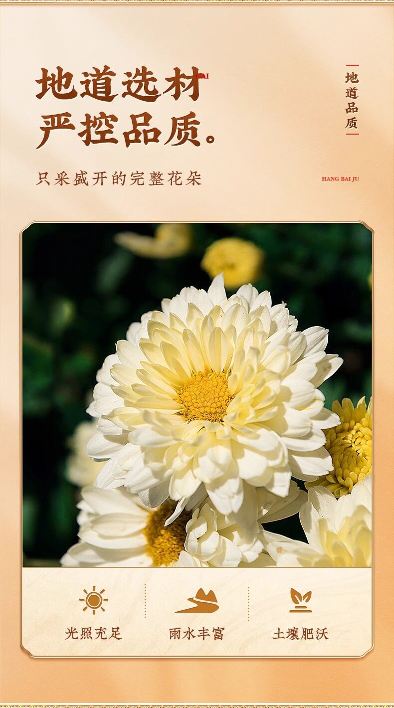 Premium Hangzhou White Chrysanthemum Flower Tea Tai Ju Dried Buds 65g Canned quality and texture