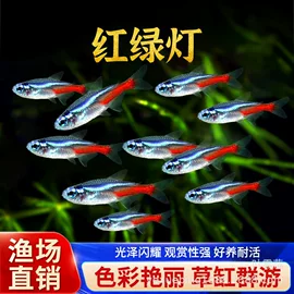 观赏鱼;宠物虾;温控设备