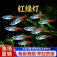【2026夏季】小型观赏鱼河豚活体批发 | 1688新手饲养套装包活到家