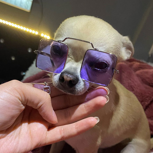 Pet Cat Sunglasses, Cute Accessories for Small Dogs, Fashionable and Stylish, Available in Multiple Colors, Perfect for Pets