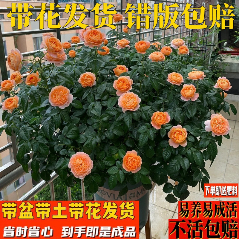 果汁阳台月季花苗带花苞玫瑰大花四季开花浓香型盆栽庭院易养花卉