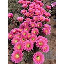 �_�������򎧻������Զ���ֲ���̨�k���ҾGֲ�����ƾp����