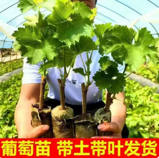 �{��ʯ���ј��m�Ϸ������Nֲꖹ�õ��޷���������҃���ͥԺ����