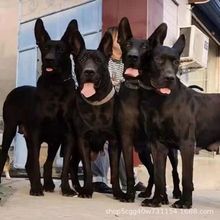 出售纯种黑狼犬幼崽活体大型黑狼护卫犬猛犬狗黑狼工作犬宠物犬狗