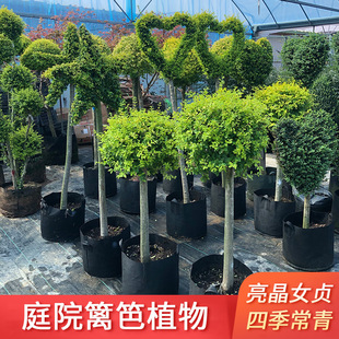 һ�����l����Ůؑ�����Ǵ���Ϟ��С�~�������͘��Ϙ����@���Rֲ��