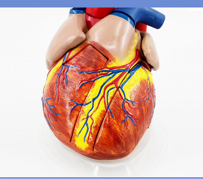 心脏解剖模型_13.jpg