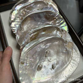 河蚌蚌壳11-16mm滑皮干净源头批发打磨抛光工艺品雕刻diy