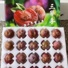 广东信宜当季水果红心李子5斤整箱 三华李果园现摘现发