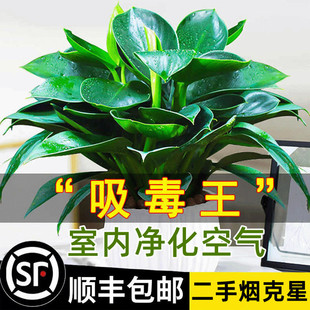 �K������ԾG�}�j����ֲ���҃Ȼ�ˮ��Gֲ������B�lؔ��������ȩ