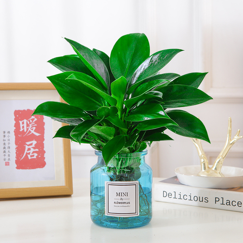 [수경재배모델] 골든다이아몬드 25cm 3그루(블루인병+크리스탈머드) + 영양액