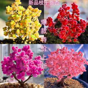 Kumquat Sugar Ball Branches Apricot Candy Ice Crystal Diamond Easy to Grow Succulent Plant Combination Living Room Balcony Flower Potted Plant