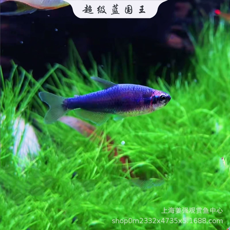Южноамериканская тропическая декоративная рыба синий Король лампа рыба желтый синий Король рыба лампа королева Келли лампа рыба Супер Синий король