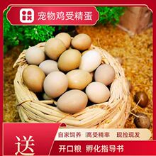 孵化白瓦灰鸡网受精可迷你变异卢丁鸡德系红鸡芦丁鸡批发蛋种蛋铁