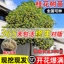 �𻨘�e������¹��ļ���ͥԺ��������Է��ͺ������ԑ���