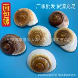 面包螺天然海螺贝壳寄居蟹螺壳水族鱼缸造景创意材料海洋科普纪念
