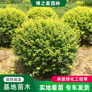 ���~Ůؑ�����l�����@��ɫ�K�G�hֲ��G����ľҎ���Rȫ���~Ůؑ��