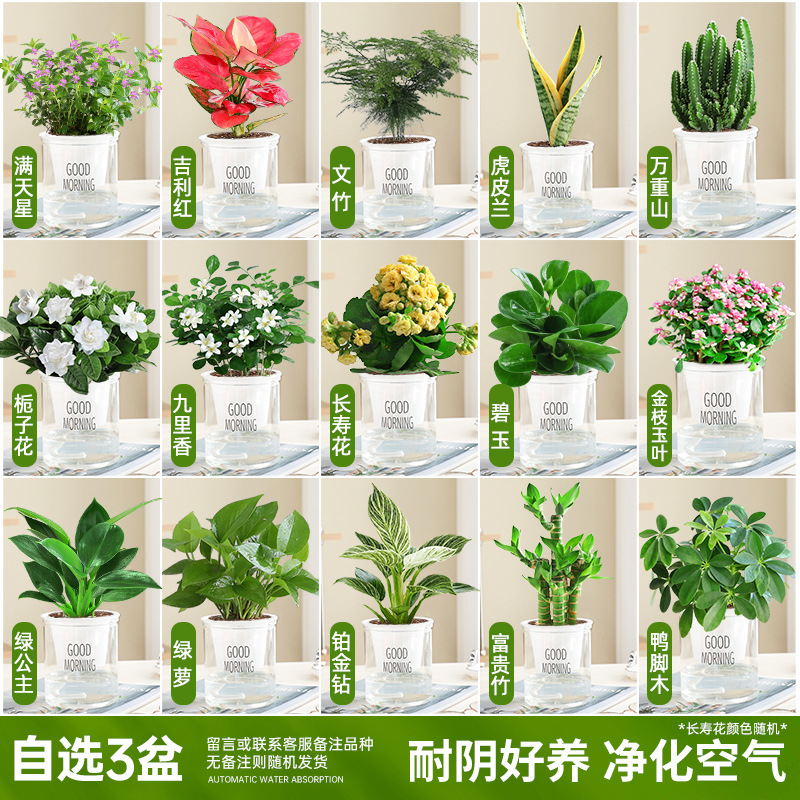 [원하는 녹색 식물과 꽃 화분 3개] 품종 비고