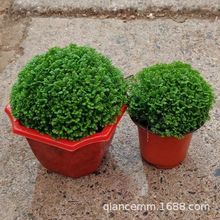 �G��������Gֲ�G��ɺ���ʳ��Gާ�ֲ���녲ݾG����ˮ���������