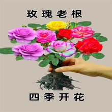 玫瑰花苗老桩盆栽花卉多季节开花绿植物月季蔷薇老根阳台四季种植