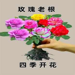 õ�廨���Ϙ����Ի��ܶ༾���_���Gֲ���¼��Nޱ�ϸ��̨�ļ��Nֲ