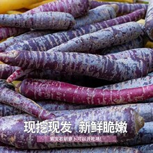 新鲜紫色胡萝卜正宗紫心花青素蔬菜可水果可蔬菜特色菜批发