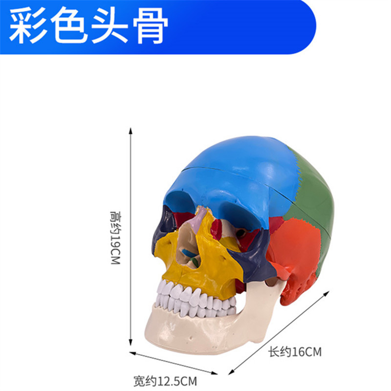 ����ҽѧ����ͷ��ģ�� ��׼��ɫ��������ͷͷ�� ͷ­�Ǳ걾ģ��