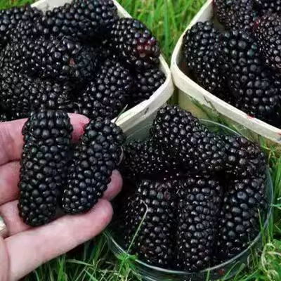 Саженцы шелковицы, саженцы плодовых деревьев, горшечные растения для посадки на севере и юге, привитые крупнолистные саженцы шелковицы, саженцы шелковицы, урожай которых в одном году.