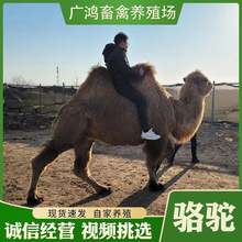 沙漠的行走绿洲骆驼的价格 观赏骆驼出售批发 动物园景区观赏骆驼
