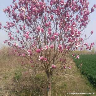 ����ֱ�N�޽Ӽt���m���� ���l�t���m �����m ���̾G����ľ�r��