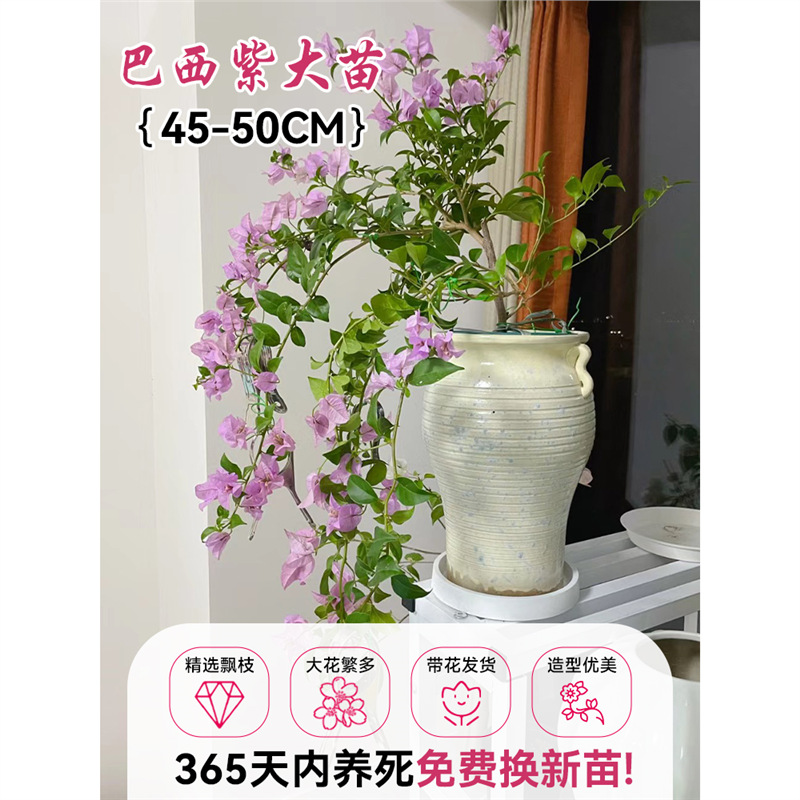 [꽃과 함께 배송되는 가지, 부드럽고 키우기 쉬움] 브라질 퍼플 부겐빌레아 40-50cm [모양이 우수함]