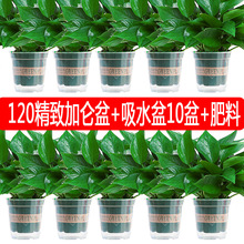 绿萝新房盆栽室内植物水培大叶绿箩绿植家用花卉批发速卖通厂家