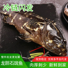 超大龙胆石斑鱼冷冻深海鱼老虎斑龙胆龙趸老虎斑海鲜水产