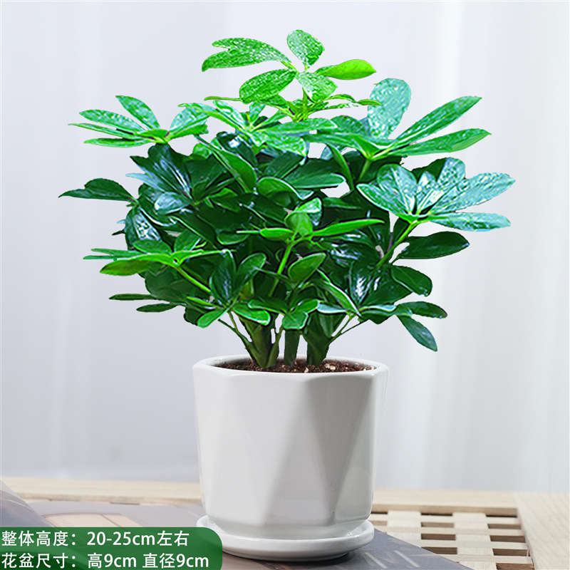 바팡라이카이 한 냄비, 다이아몬드 모양의 세라믹 냄비 4개 + 비료