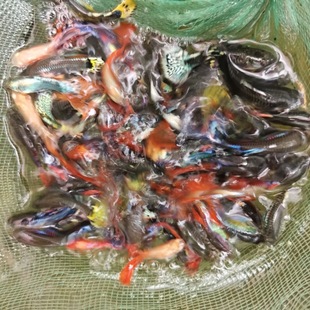 浪漫情歌