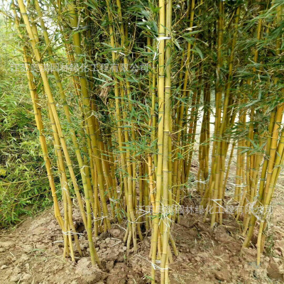 Jasper Golden Bamboo Golden Bamboo gardens engineering green courtyard Bamboo Cold-resistant Root system Developed Survive