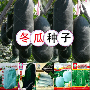 ���l�V�|�ڷ۰�Ƥ�󶬹���һ��⏝M������������С�����߲˷N��