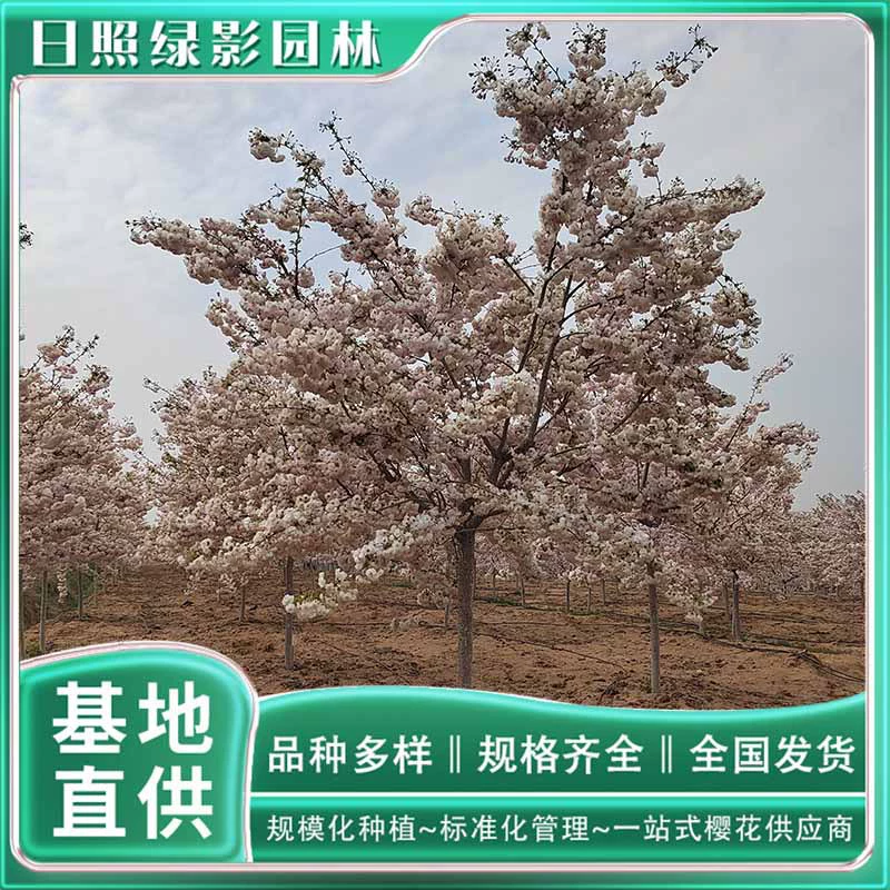 8 см Songyue саженец вишневого дерева Что цитаты подлинные цветения сакуры база Прямая поставка гарантии качества