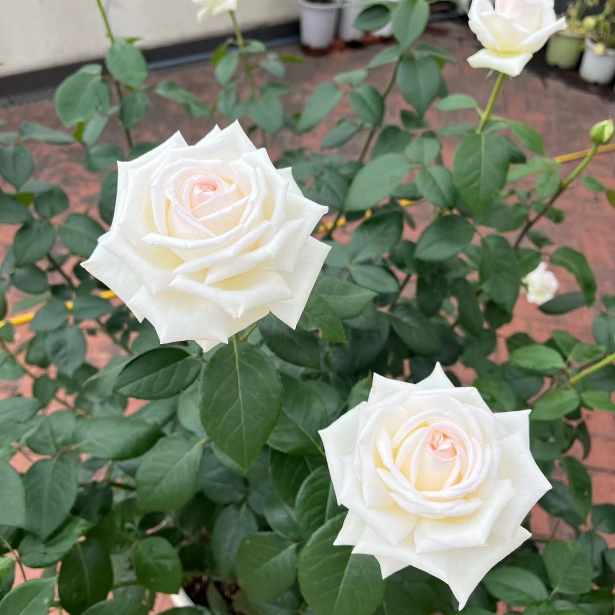 제니 모로 [큰 꽃 향기] 작은 묘목