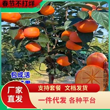 һ�����l���Ә���ͥԺ�����ش�o�˴�����S̫������Ә������