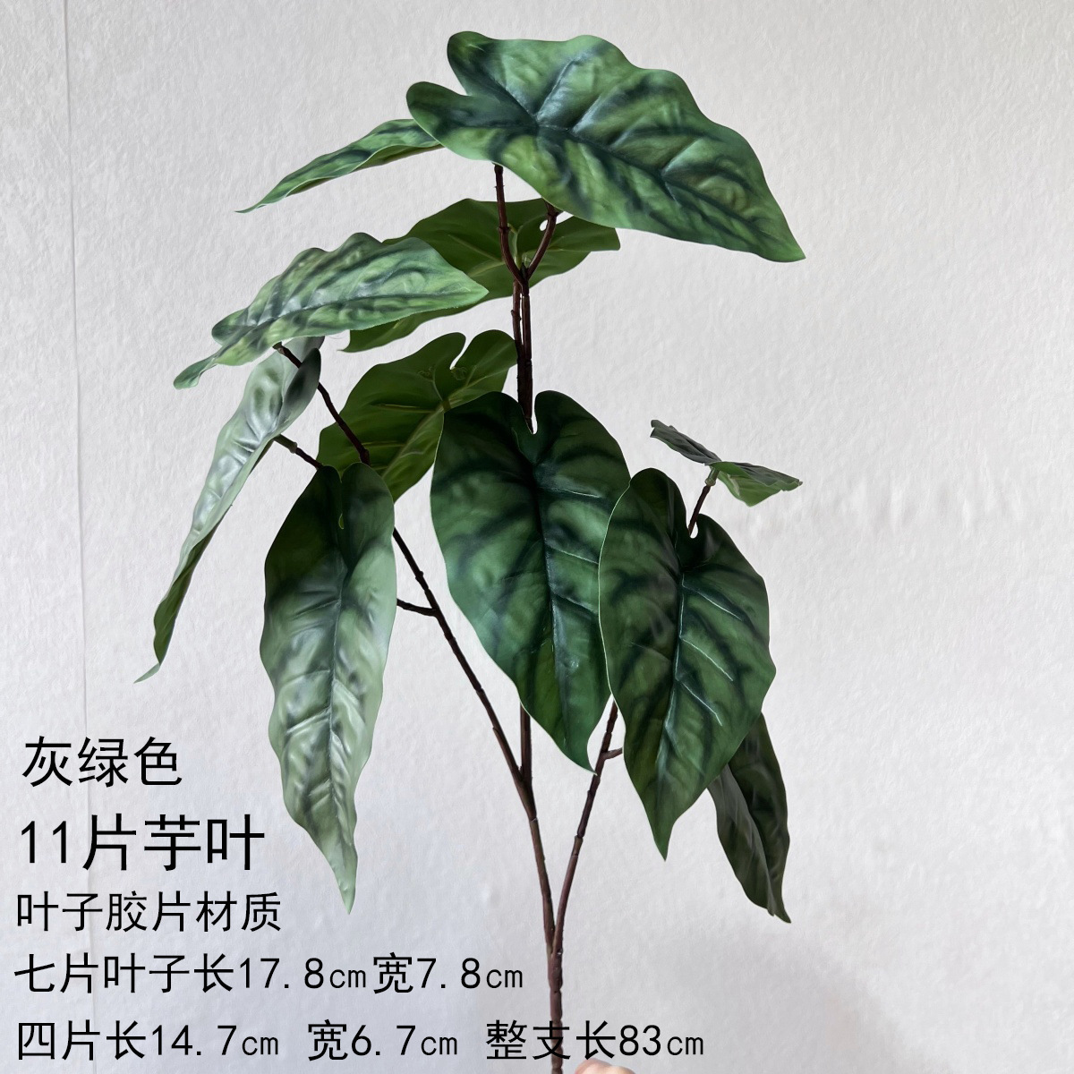 11 hojas de taro - verde grisáceo